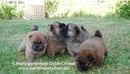 MahoganyMate Chow Chows