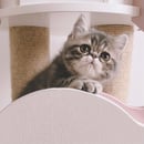 Meowlody Cattery - Exotic & Persian Breeder 