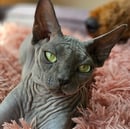 Botox Sphynx - Bambino and Sphynx Registered Breeder
