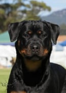Rotteln Rottweilers 