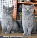 Chudley British Shorthairs 
