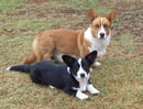 Llondee Corgis - Welsh Corgi (Cardigan) Dog Breeder