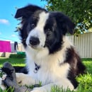 IRIEANANCY Border Collies