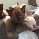Sussuro Burmese - Burmese Cat Breeder - Central Coast - NSW	 