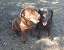 KELARGA Labradors 