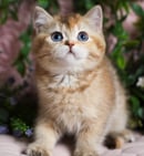 Britz British Shorthair Cat Breeder - Albany, Western Australia