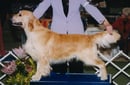 BEAUCROFT GOLDEN RETRIEVERS
