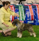 Regenstauf Schnauzers and Kerry Blue Terriers