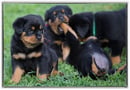 Rakaaz Rottweilers 