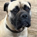 Bennextreme Bullmastiffs 