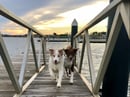Blazintails Australian Shepherds