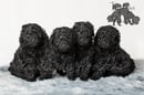 Triplejac Miniature Poodles - Breeder - Armidale, NSW