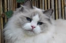 Mayflower Ragdolls 