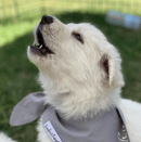 Baxsiter White Swiss Shepherd Dogs
