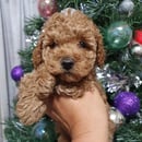 Kaziahdreams Toy Poodles