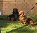 LAURADALE STANDARD LONG HAIRED DACHSHUNDS