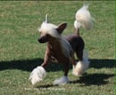 Jularth Chinese Crested 