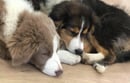 Ozziedust - Border Collie Breeder - Sunshine Coast