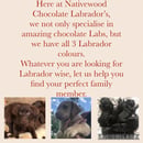 Nativewood Chocolate Labradors