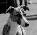 Harroway Whippets