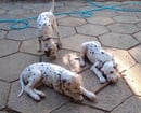 CARIJLYTE Dalmatians