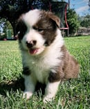 GALATHERA Border Collies 