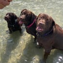 Anona Hill Labradors