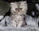 Katzrus Persians 