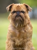Tenayshus Griffons
