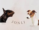 JONLI Bull Terriers