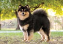 Orical Finnish Lapphunds