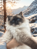 Daphne's Purrfect Ragdolls