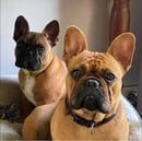 Kloudknine French Bulldogs and Staffordshire Bull Terriers