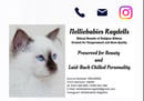NellieBabies Ragdolls