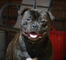 Whadaboutme Staffordshire Bull Terriers