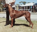 Rijstone Rhodesian Ridgebacks