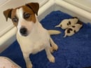 Coorabin Jack Russell Terrier Stud