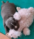 Matestaff Shiba Inu & Staffordshire Bull Terrier Breeder
