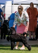 Keacia Poodles