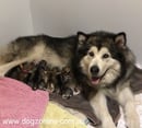 AAWOO Alaskan Malamutes