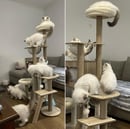 Brodsta Ragdolls - Ragdoll Breeder, Geelong - VIC