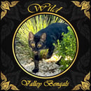 Wild Valley Bengals 