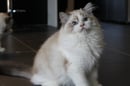 Spotadoll Ragdolls