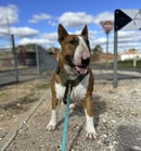Boroughbull Bull Terriers