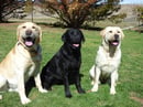 ELLSNICK Labradors