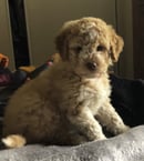 BuonoDolce Lagotto Romagnolo 