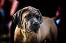 AEESTATE Cane Corso 