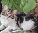ToriBeanz Siberian Cats