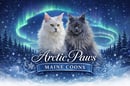 Arctic Paws Maine Coons