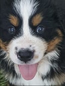 Switzkiss Bernese Mountain Dogs